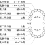 乳歯の生え変わり