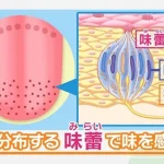味覚　