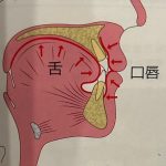 口腔機能発達不全について
